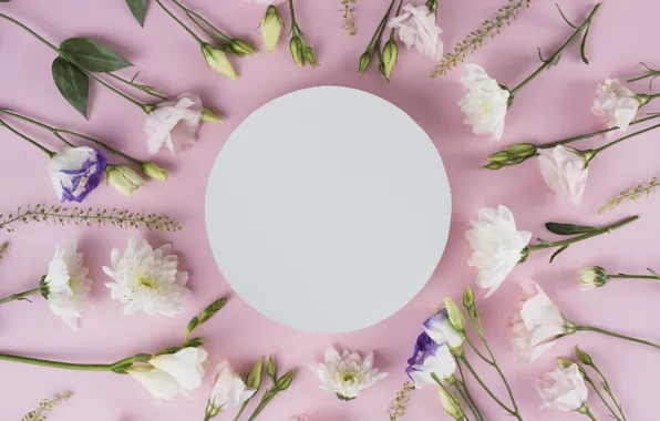Picture flowers, white, white, pink background, chrysanthemum, flowers, beautiful, romantic