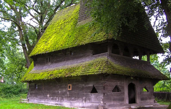 Trees, house, moss, Ukraine, Transcarpathia, Yasinya