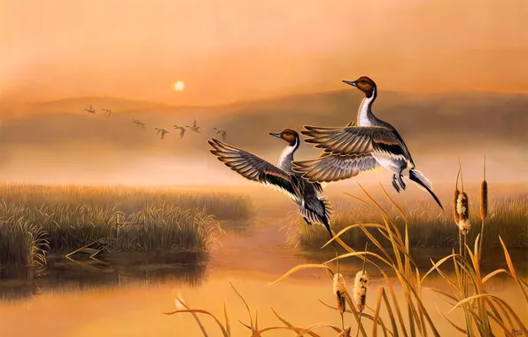 Picture autumn, birds, lake, the reeds, sunrise, duck, painting, early in the morning