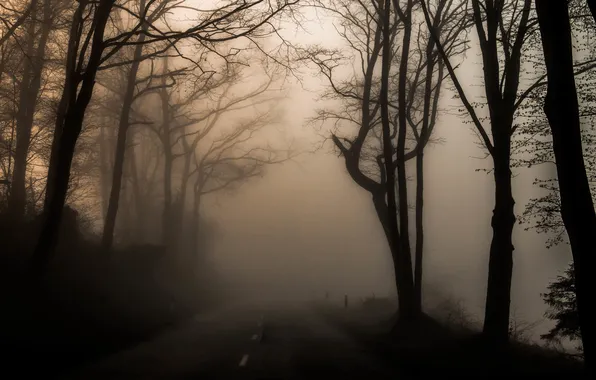 Road, trees, fog