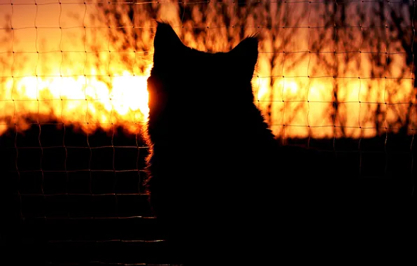 Picture cat, cat, sunset, mesh, head, the evening, silhouette, fur