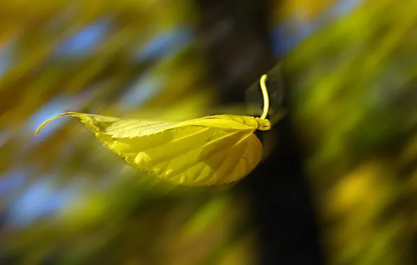 Autumn, macro, yellow, leaf, macro