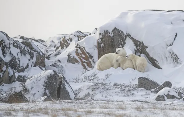 Winter, snow, mountains, nature, rocks, bears, the snow, white