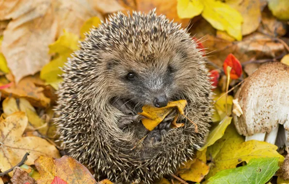 Picture autumn, leaves, needles, nature, tangle, hedgehog