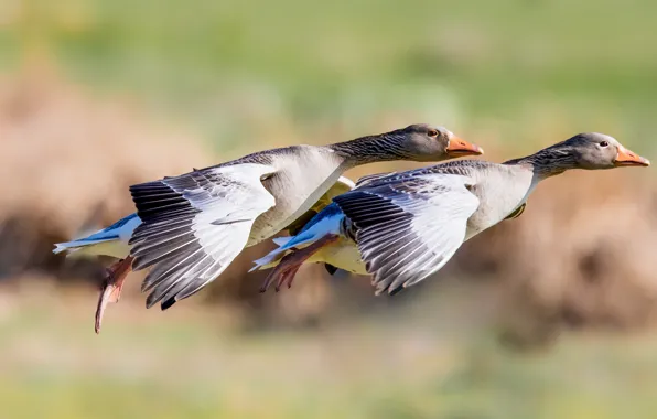 Flight, birds, two, pair, grey, two, goose, geese