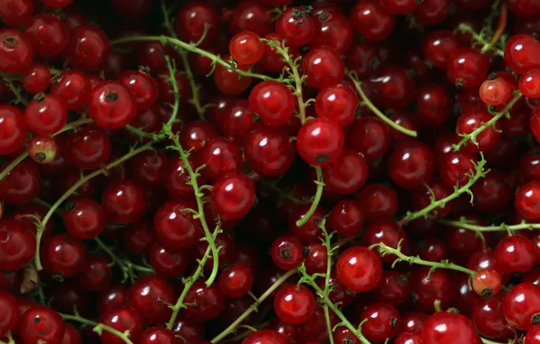 Red, berries, food, a lot, currants, red currant