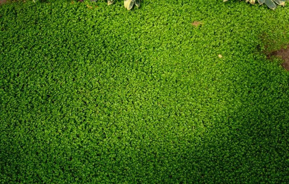 Grass, nature, Carpet