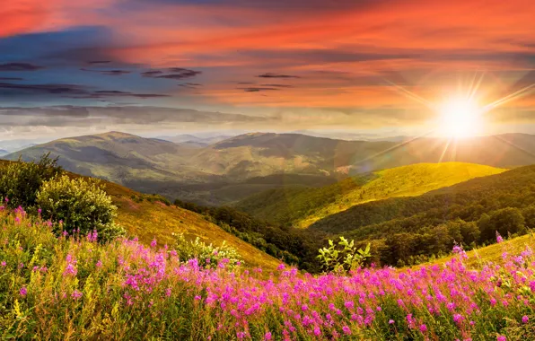 Forest, the sky, grass, the sun, clouds, rays, trees, flowers