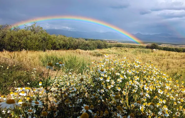 Summer, chamomile, rainbow, meadow