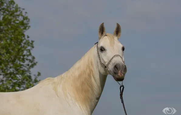 Picture white, face, horse, horse, (с) Oliver Seitz