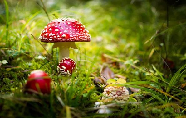 Picture mushrooms, Amanita, bokeh