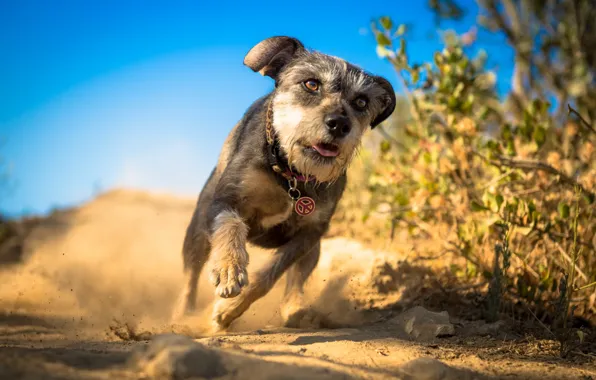 Background, dog, running