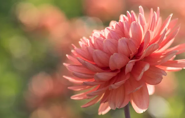 Picture flowers, orange, dahlias