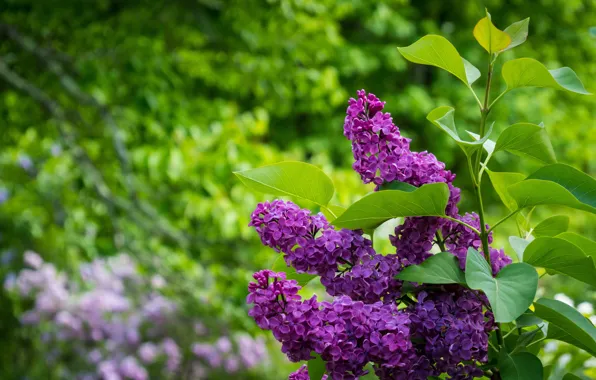 Picture flowers, leaves, bokeh, lilac, greens, flowering, branches, spring