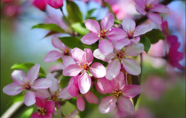 Picture flowers, nature, Park, beauty, spring, Apple, flowering, Simferopol