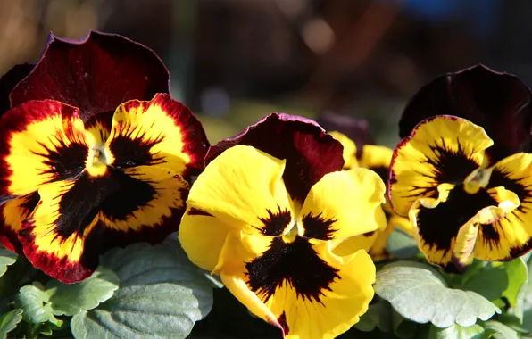Macro, flowers, bright, yellow, box, Pansy, trio, bokeh