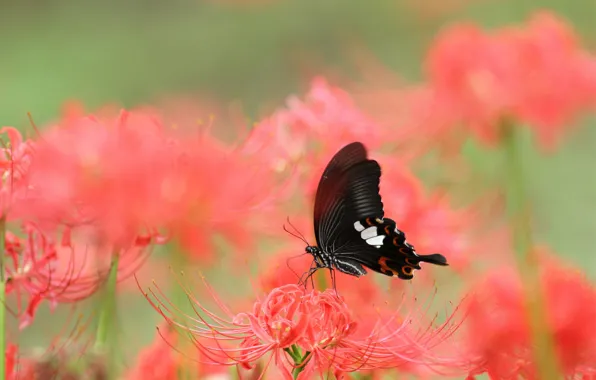 Picture macro, flowers, red, butterfly, black, Lily, insect, green background