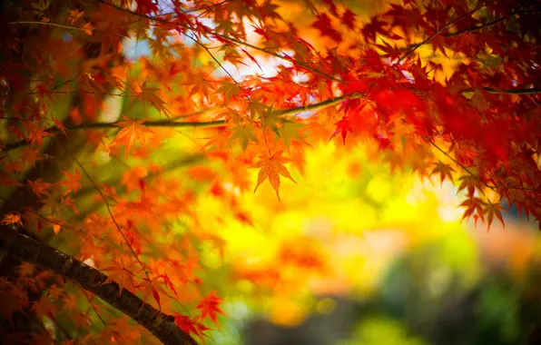 Autumn, leaves, tree, branch, maple