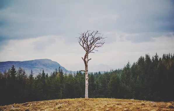 Field, the sky, trees, branches