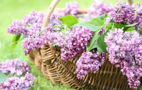 Picture flowers, basket, spring, flowering, lilac