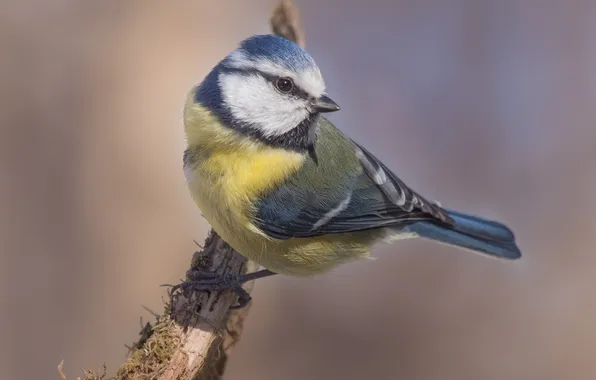 Picture bird, bitches, blue tit