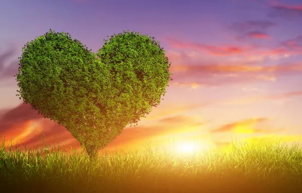 Love, sunset, tree, green, heart, love, heart, sunset