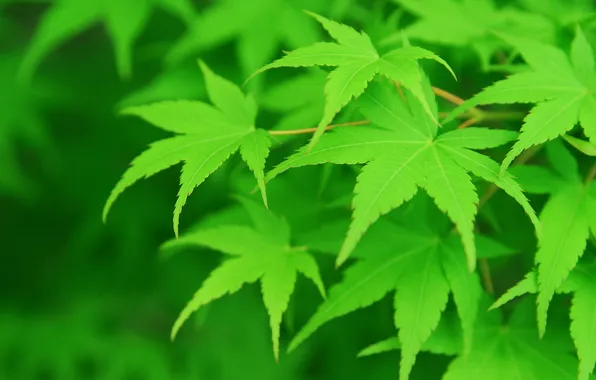 Greens, leaves, Macro, branch, maple