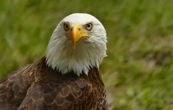 Look, bird, eagle, portrait, Bald Eagle