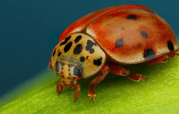 Macro, red, background, leaf, ladybug, beetle, insect
