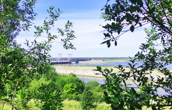 Forest, summer, grass, leaves, trees, river, August, grove