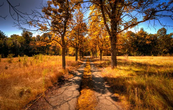 Road, autumn, trees, landscape
