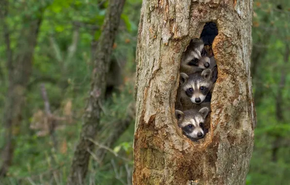 Tree, raccoon, cub, the hollow