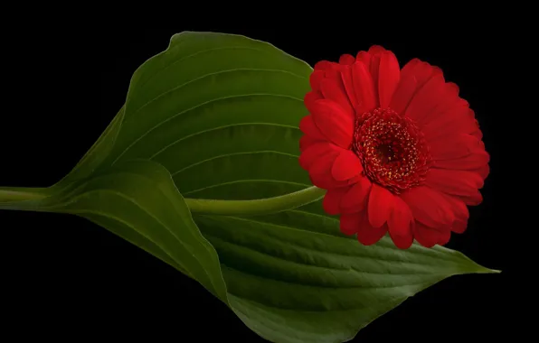 Sheet, petals, stem, red, gerbera, black background