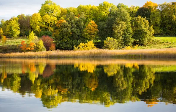 Autumn, forest, lake, reflection