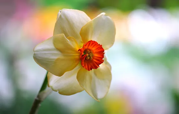 Macro, nature, petals, Narcissus