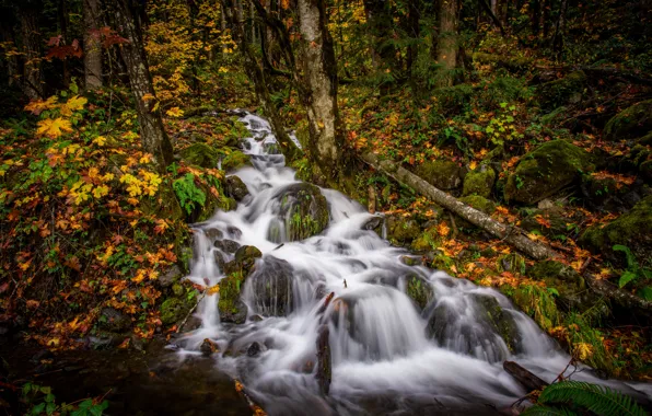 Picture autumn, forest, stream, cascade