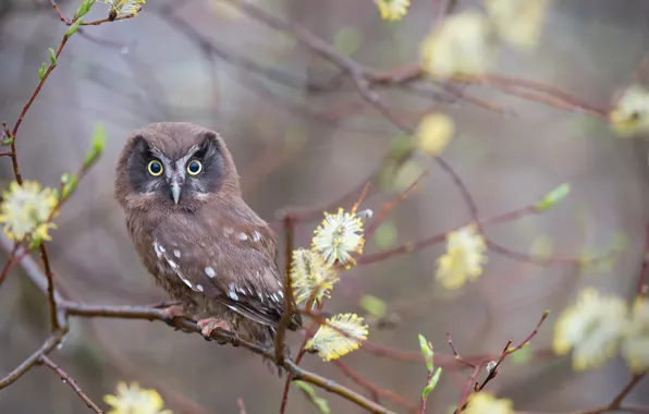 Nature, background, bird