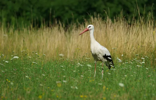 Grass, nature, bird, stork