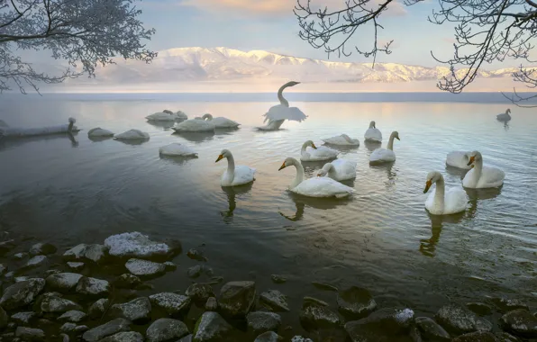 Picture winter, frost, snow, mountains, branches, stones, bird, shore