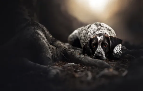 Look, each, dog