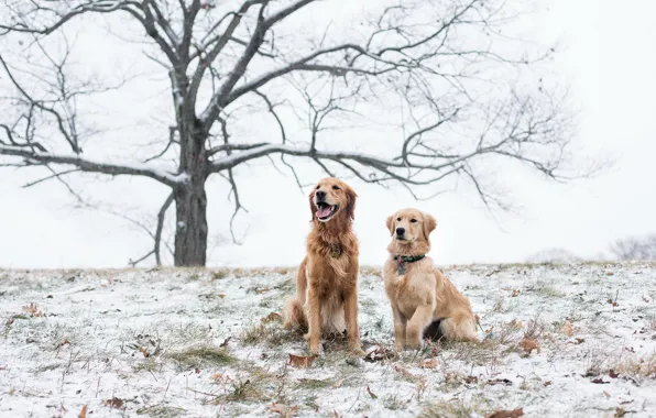 Field, dogs, snow