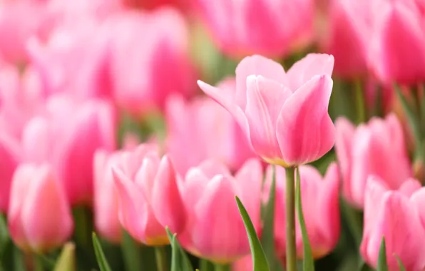 Blur, tulips, pink, flowerbed, bokeh