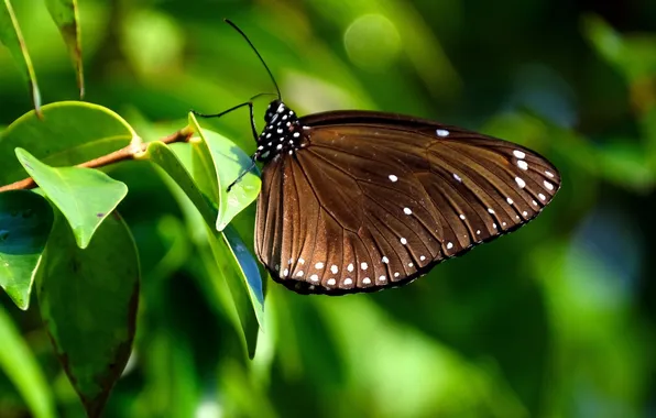 Leaves, microsemi, butterfly, wings, insect, beautiful, closeup