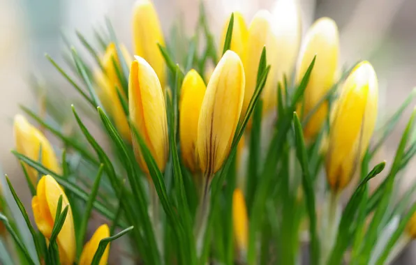 Picture yellow, spring, crocuses, buds