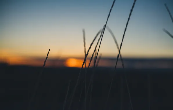 The sky, sunset, stems, Bush, bokeh