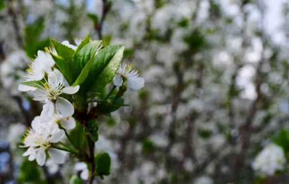 Macro, flowers, nature, cherry