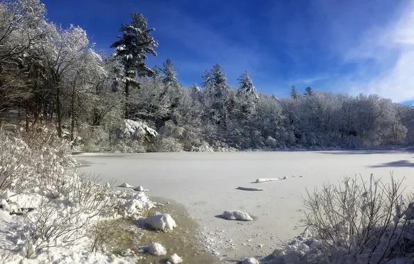 Winter, snow, trees