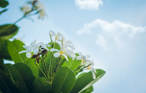 Green, flower, sky, photography, landscape, nature, sony, blue
