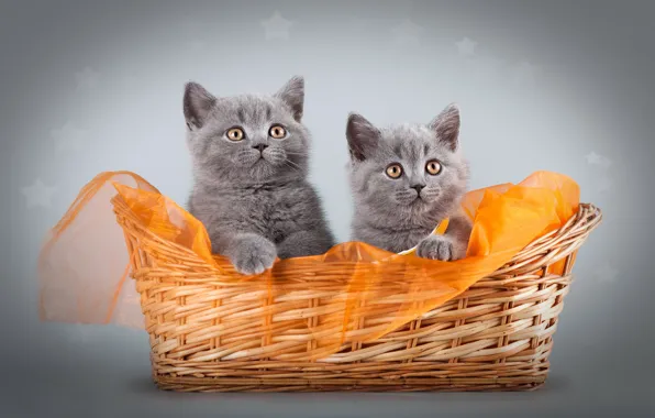 Cats, kitty, grey, kittens, fabric, a couple, basket, photoshoot