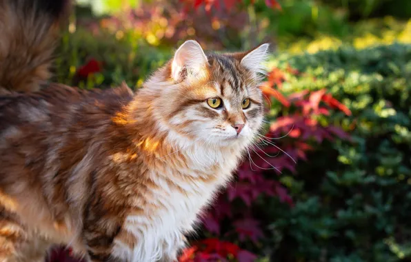 Cat, cat, face, nature, kitty, garden, red, striped